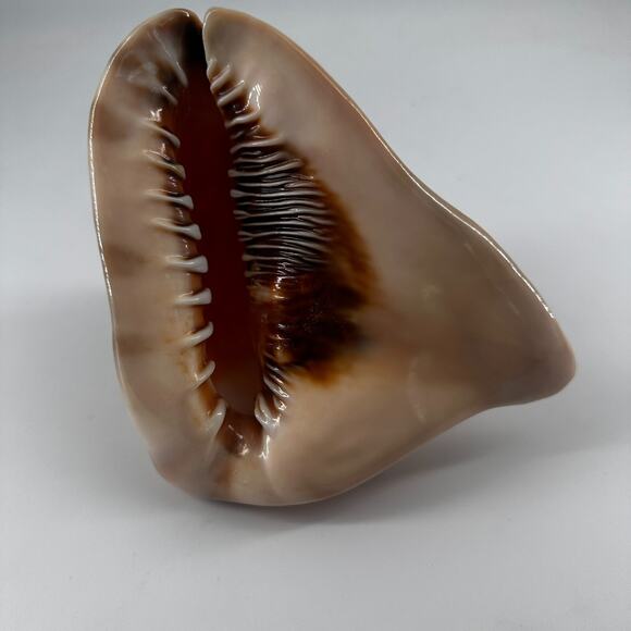 Vintage Striped Cassis Tuberosa - King Helmet Sea Snail Shell - Picture 4 of 10